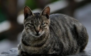 中华田园猫21种花色（中华田园猫21种花色 图鉴大全）