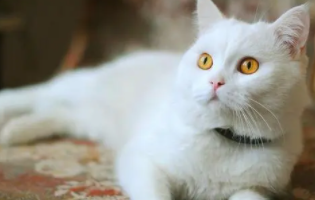 十大名贵猫 前十名（最好养的猫前十名）