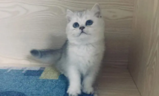 银渐层猫多少钱一只幼崽（金渐层猫多少钱一只）
