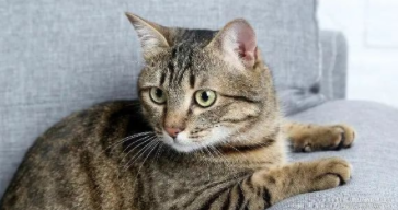 中国狸花猫咪品种（中国猫 狸花猫）