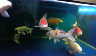 锦鲤混养最佳搭配图（9条锦鲤怎么搭配最佳）