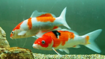 养什么小动物便宜又干净又好养（养什么小宠物好又便宜）