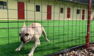 哪里可以寄养宠物狗（哪里有宠物寄养）