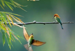 爱鸟护鸟的措施写五条（关于爱鸟护鸟的措施）