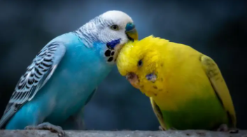 宠物鸟品种（宠物鸟名字）