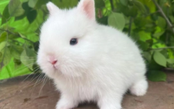 方便养的迷你小宠物不臭的（家养不臭的宠物）