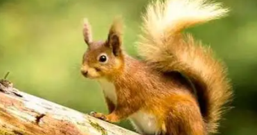 描写小动物的片段100字左右（描写小动物的片段100字左右作文）