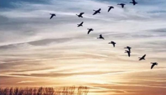 小动物过冬的方式有哪些?（小动物过冬的方式有哪些?三年级）