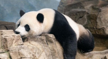 我国特有的珍稀动物有哪些（我国有哪些珍稀动物?有什么特点）