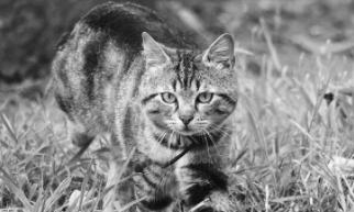 罕见的灰色狸花猫多少元（灰色的狸花猫值多少钱）