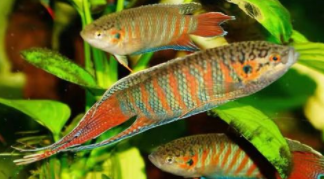 中国的观赏鱼（中国观赏鱼养殖基地）