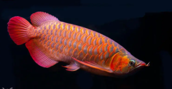 观赏鱼类名称大全（观赏鱼类名称大全图解）