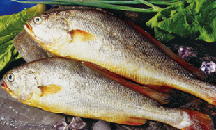 30种最常吃的海鱼排名（30种最常吃的海鱼排名表）