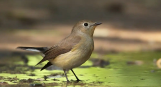 什么鸟最便宜5到10元还好养（什么鸟最便宜最好养）