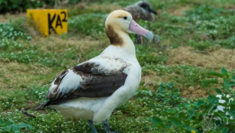 保护的鸟类有多少种（保护的鸟类有多少种图片）