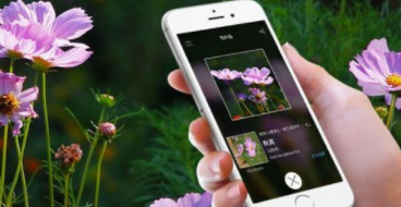 拍照识鸟小程序（拍照识鸟在线）