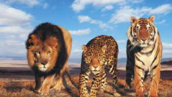 世界动物之最排行榜（世界动物排名第一）