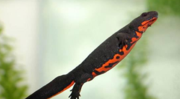 火蝾螈是什么动物 可以养吗（火蝾螈是什么类动物）