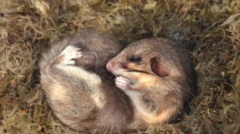 冬眠冬眠动物有哪些（冬眠动物都有谁?）