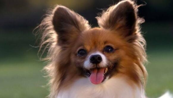 蝴蝶犬三个月有多重（三个月大的蝴蝶犬有多重）