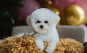 最受人喜欢的狗排名前十（最受人喜欢的狗狗排名）