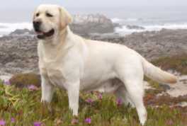 拉布拉多最贵多少钱一只（拉布拉多最贵多少钱一只啊）