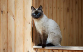 最好养的猫前十名（最好养的猫前十名不掉毛）