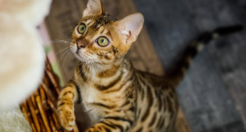 狸花猫和虎斑猫对比照小时候（狸花猫和虎斑猫是一个品种吗）