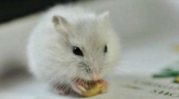 迷你小宠物适合学生养吗（有什么迷你宠物适合宿舍养）