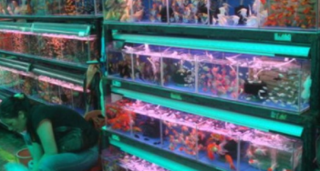 宠物鸟批发市场在哪里进货（宠物鸟批发市场在哪里进货的）