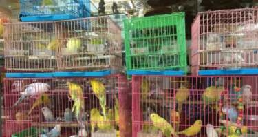 宠物鸟专卖店在哪里（宠物鸟哪里有得卖呢）