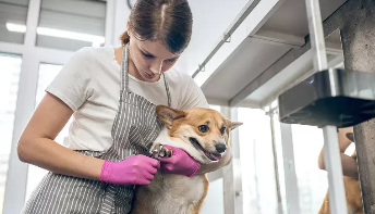 宠物服务有哪些项目（宠物的服务有哪些）