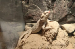 什么是冷血动物和热血动物（冷血和热血动物怎么分）