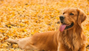 十大适合家养的大型犬排行榜（十大适合家庭养的大型犬）