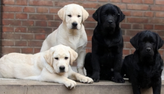 拉布拉多犬怎么喂养方法,一天吃几次（拉布拉多犬怎么喂养方法,一天吃几次狗粮）