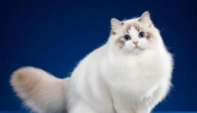 猫咪品种排行榜前十名（猫咪品种排行榜前十名蓝色英短）