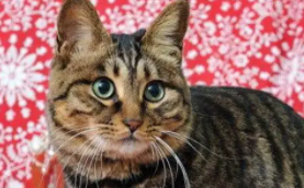 狸花猫多少钱一只幼崽价格（狸花猫小猫多少钱一只）