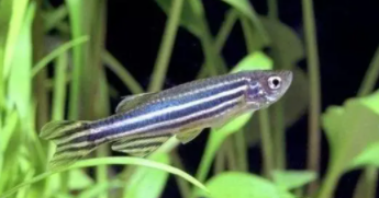 观赏鱼批发市场进货渠道（宠物食品批发进货渠道）