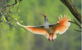 国家三有保护鸟类名录（三有保护鸟类什么意思啊）