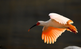 我国保护鸟类有哪些（中国保护鸟类排名）