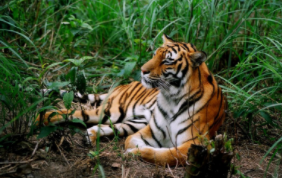 罕见的动物名字（罕见的动物大全）