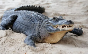 鳄鱼是什么类动物?（鳄鱼是哪类动物）