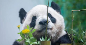 我国珍稀动物有哪些6种（我国珍稀的动物有哪些20个）