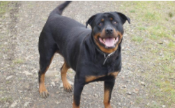 有必要买血统狗吗知乎（有必要买血统狗吗知乎）