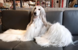 养阿富汗犬犯法吗判几年（怎么合法养阿富汗猎犬）