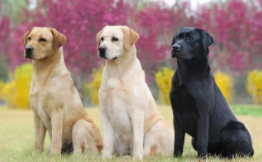 拉布拉多纯与不纯对照（拉布拉多纯不纯看哪里）