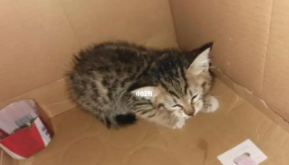 狸花猫最便宜多少钱一只幼崽（狸花猫最便宜多少钱一只幼崽子）