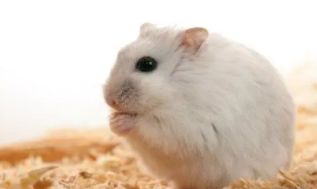 学生党适合养的宠物便宜（学生党适合养什么宠物省钱）