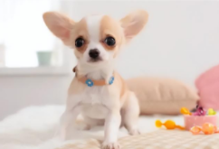 适合小娃娃养的宠物有哪些（适合小娃娃养的宠物有哪些品种）