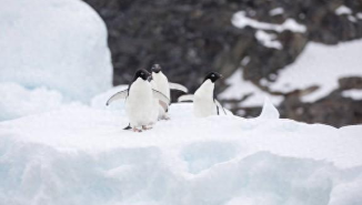 世界之最动物100个（世界上之最动物）